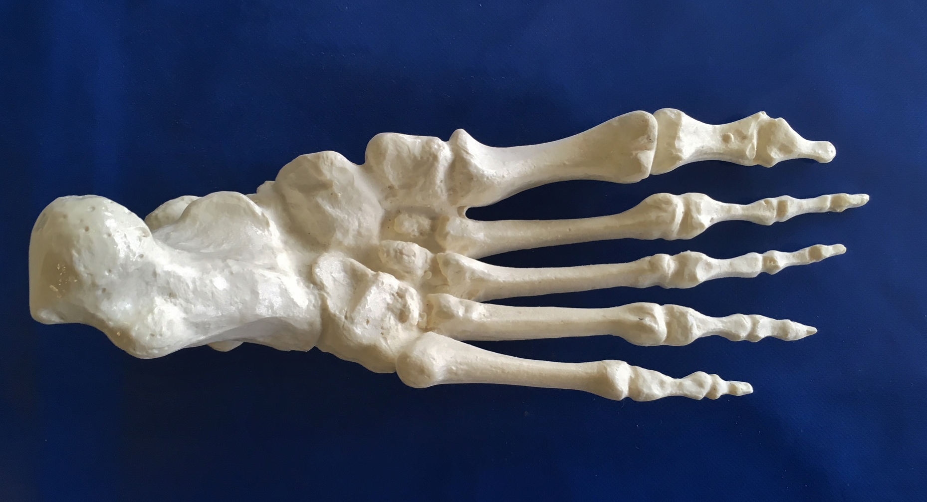 Posterior foot use | Grays Bone and Joint Models